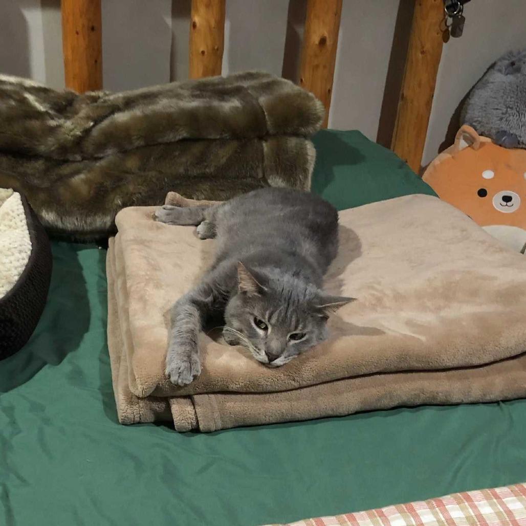 Enlarge Shenanigans, a Adoptable Domestic Short Hair in Deerfield, IL image 5/6