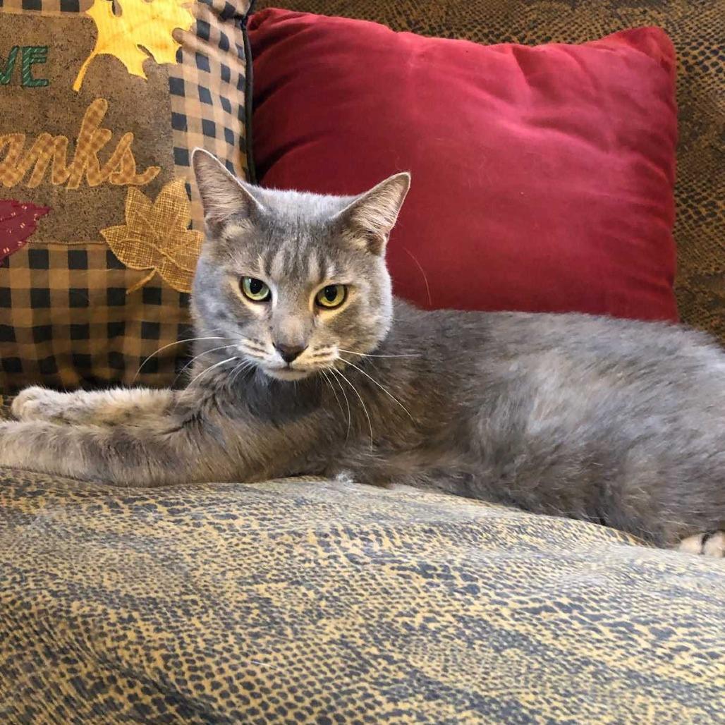 Enlarge Shenanigans, a Adoptable Domestic Short Hair in Deerfield, IL image 5/6