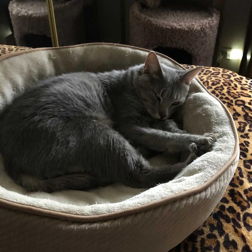 Enlarge Shenanigans, a Adoptable Domestic Short Hair in Deerfield, IL image 6/6