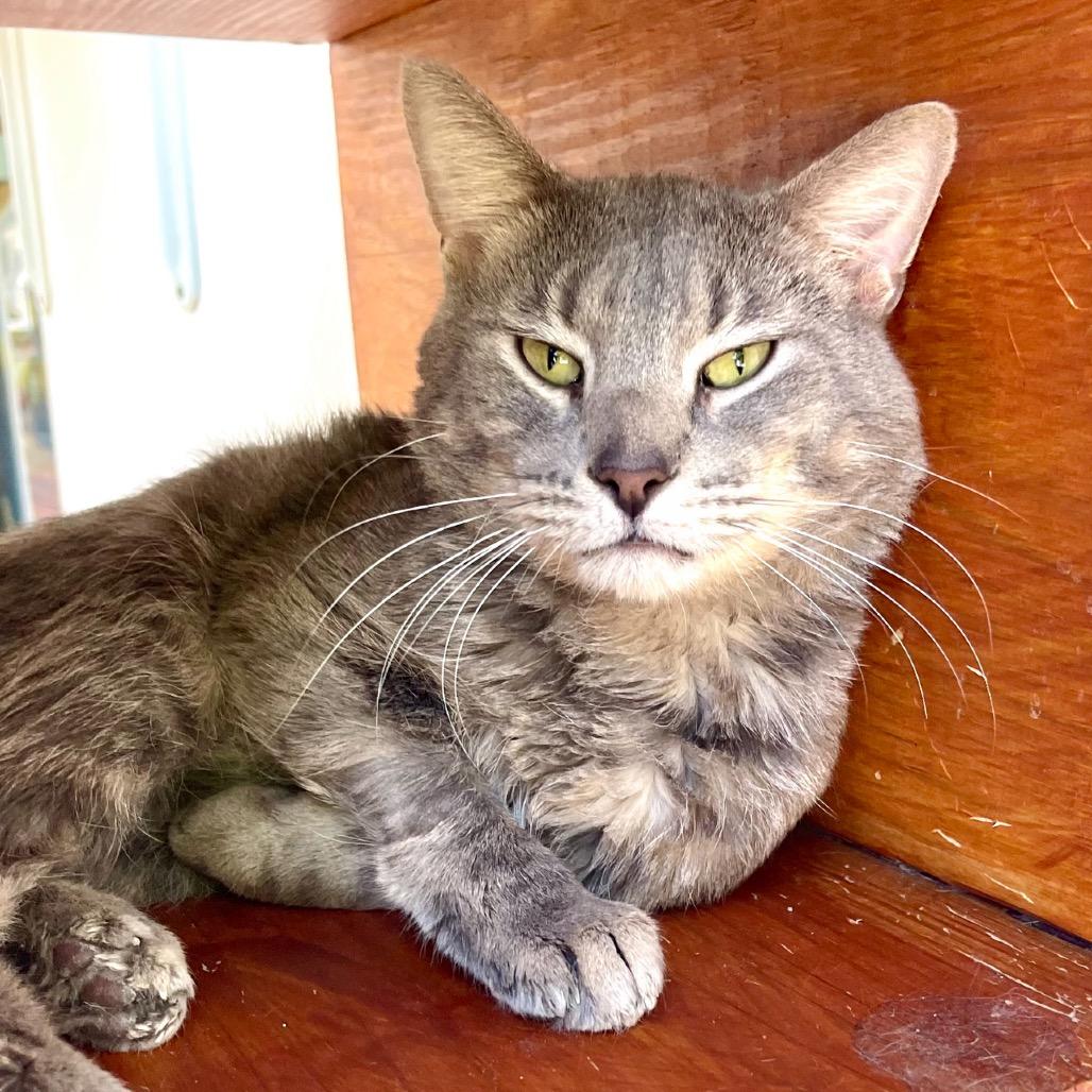 Enlarge Shenanigans, a Adoptable Domestic Short Hair in Deerfield, IL image 5/5