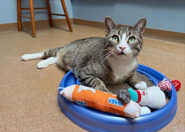 Mr. Meowsalot, a ADOPTABLE Domestic Short Hair in Norwalk, CT image 3/3