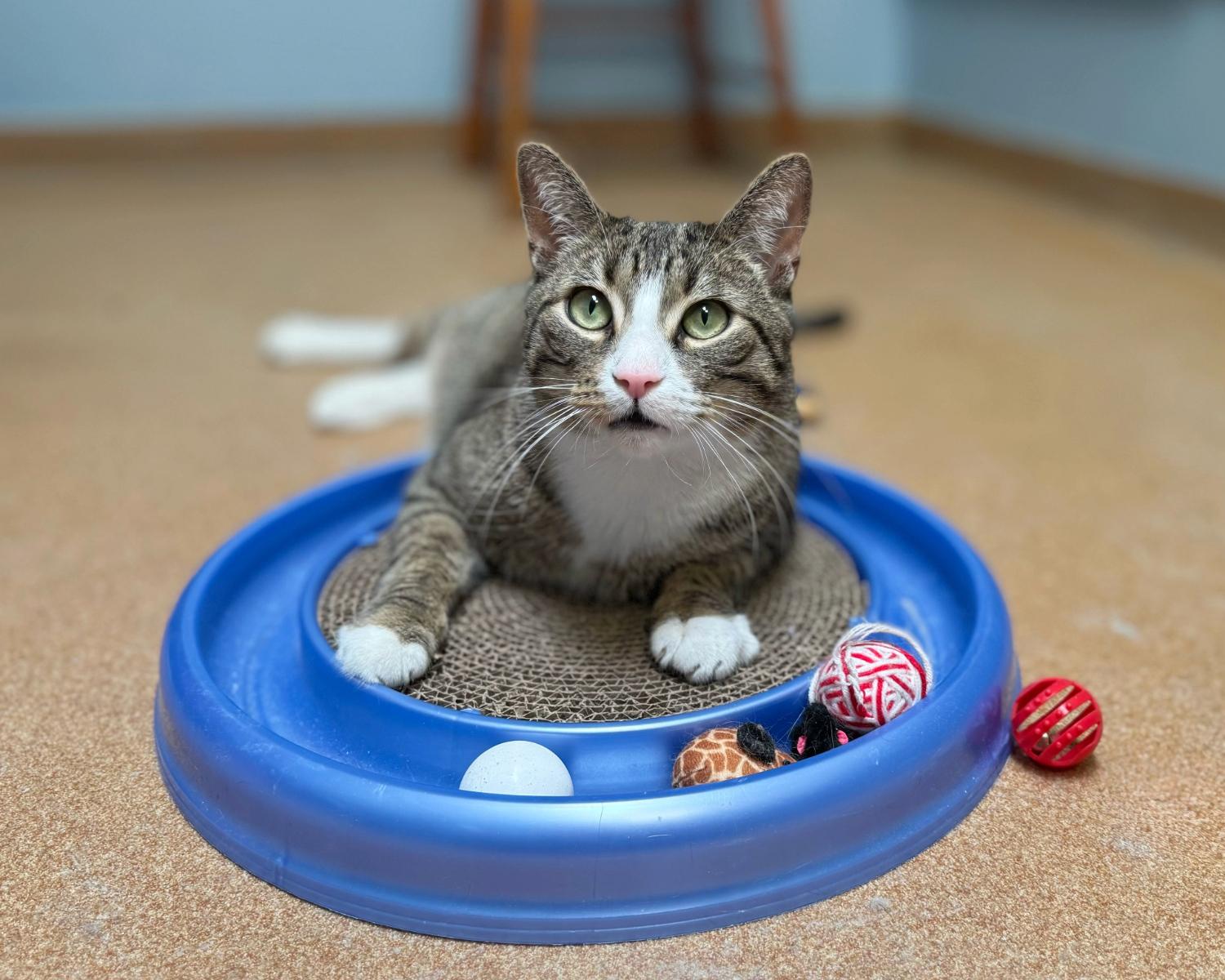 Mr. Meowsalot, a ADOPTABLE Domestic Short Hair in Norwalk, CT image 2/3