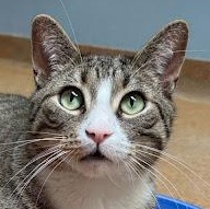 Mr. Meowsalot, a ADOPTABLE Domestic Short Hair in Norwalk, CT image 1/3