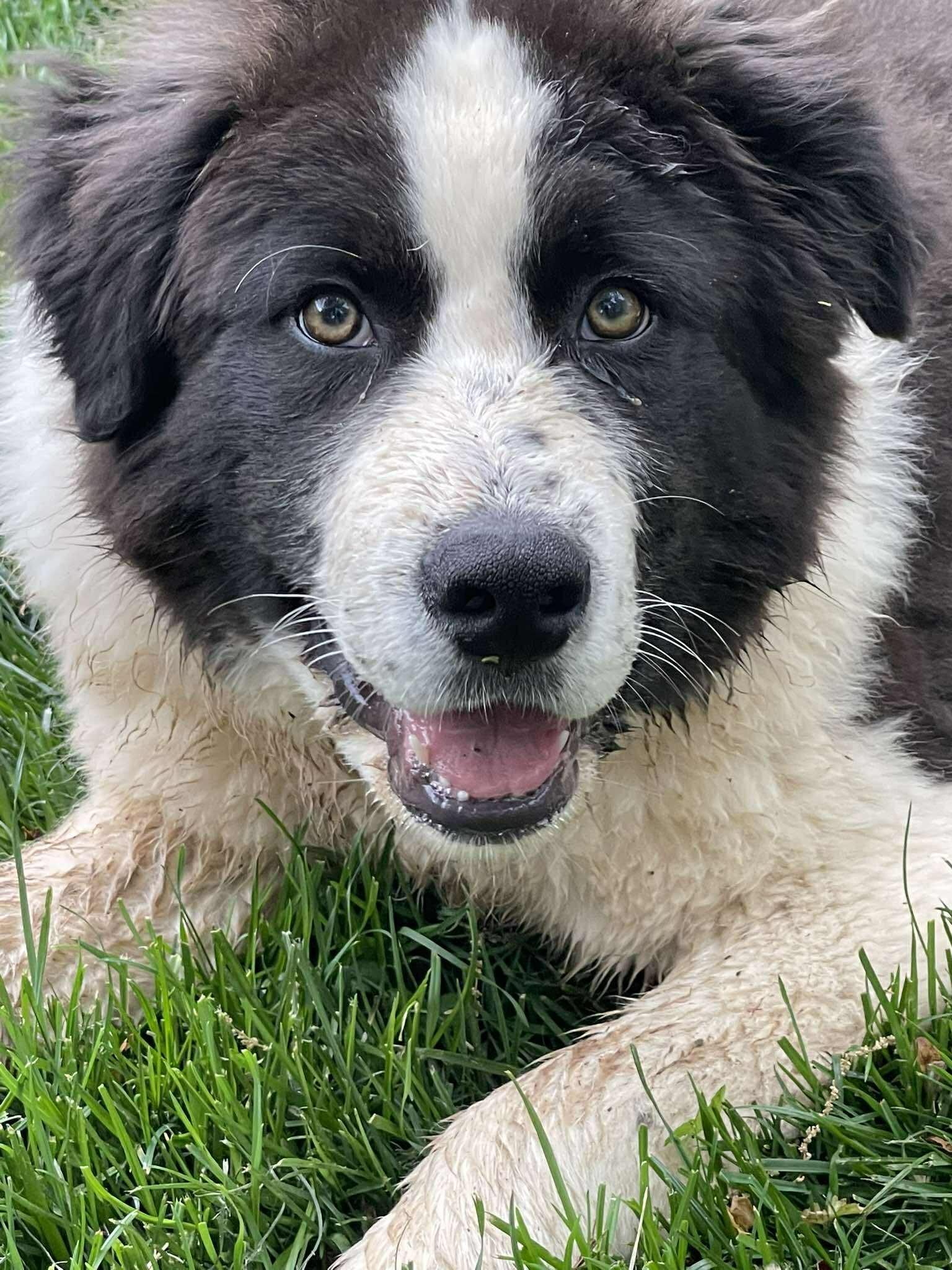 Enlarge Ziggy Stardust, a ADOPTABLE mixed breed in Kiowa, OK image 2/6