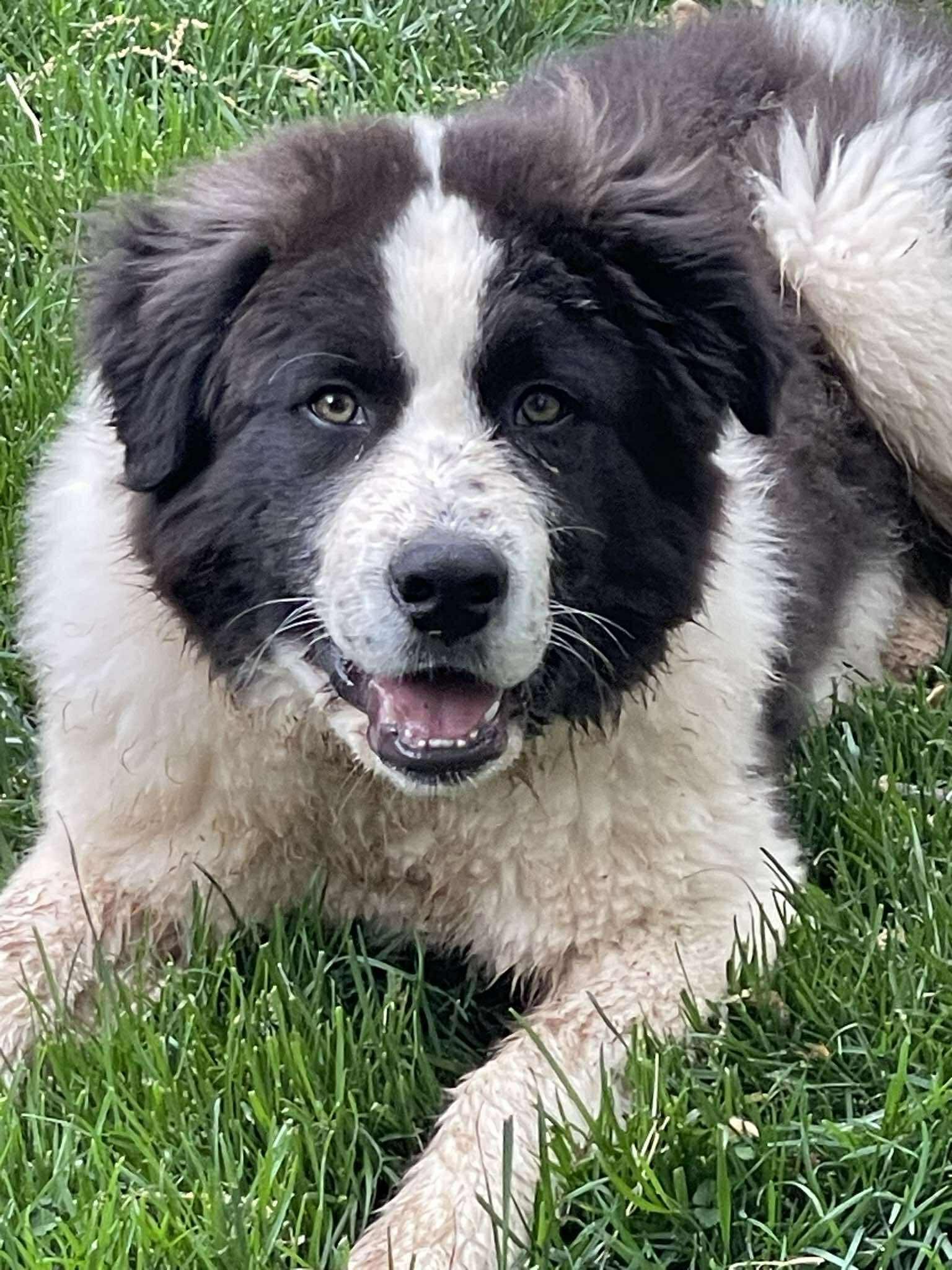 Enlarge Ziggy Stardust, a ADOPTABLE mixed breed in Kiowa, OK image 4/6