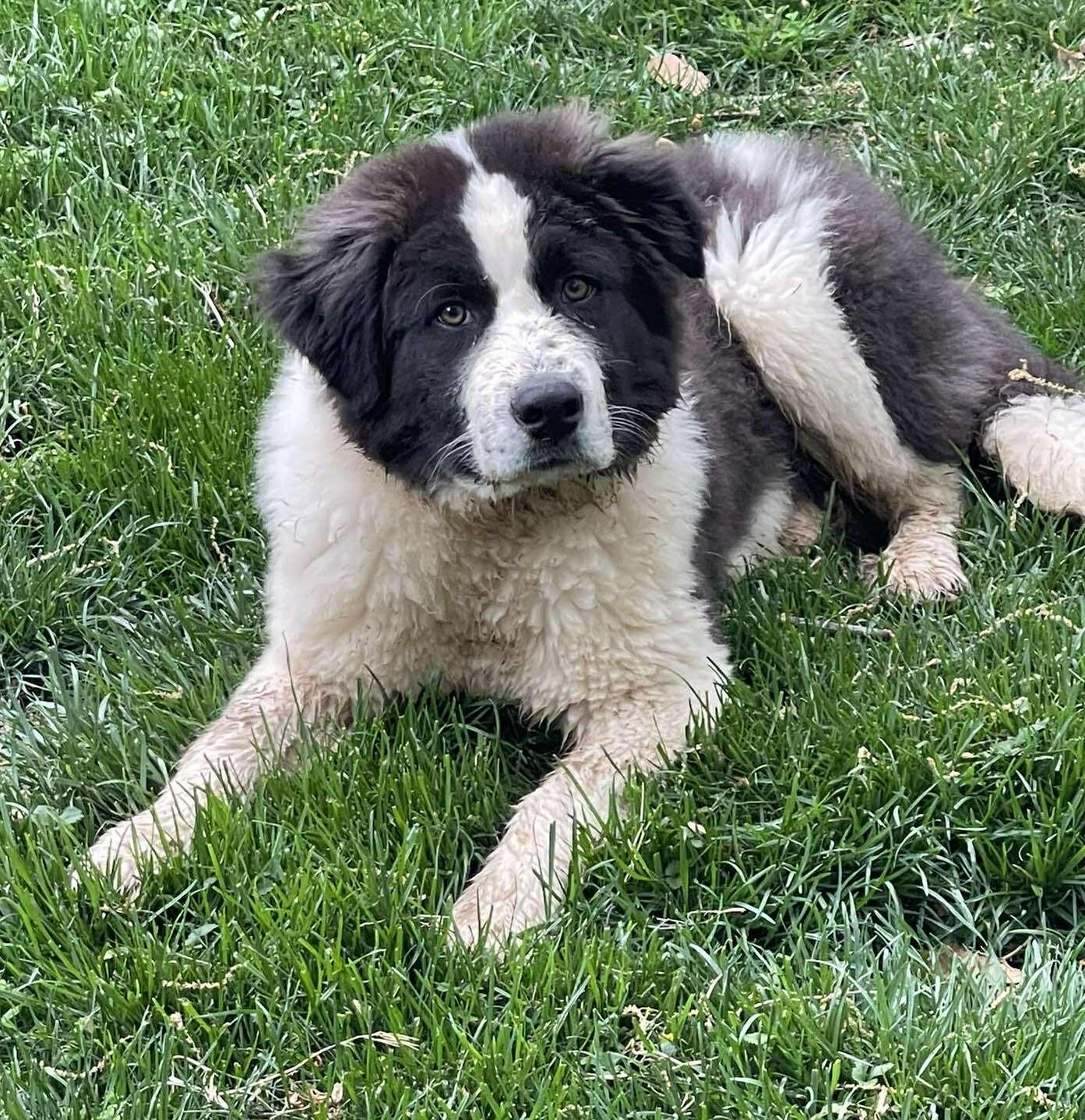 Enlarge Ziggy Stardust, a ADOPTABLE mixed breed in Kiowa, OK image 5/6