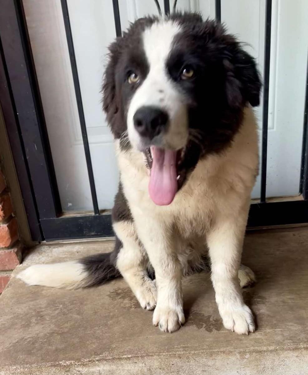 Enlarge Ziggy Stardust, a ADOPTABLE mixed breed in Kiowa, OK image 6/6