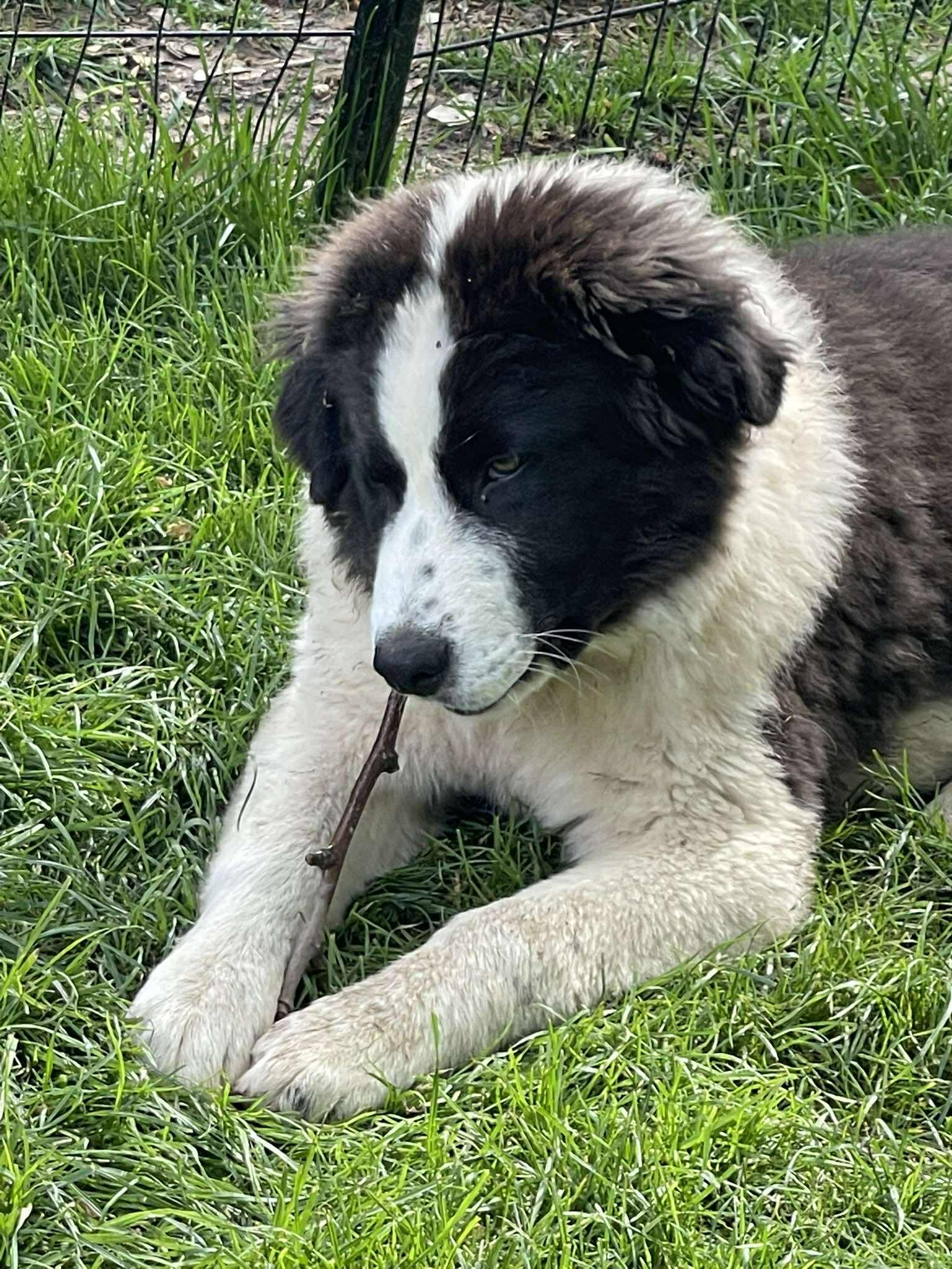 Enlarge Ziggy Stardust, a ADOPTABLE mixed breed in Kiowa, OK image 3/6