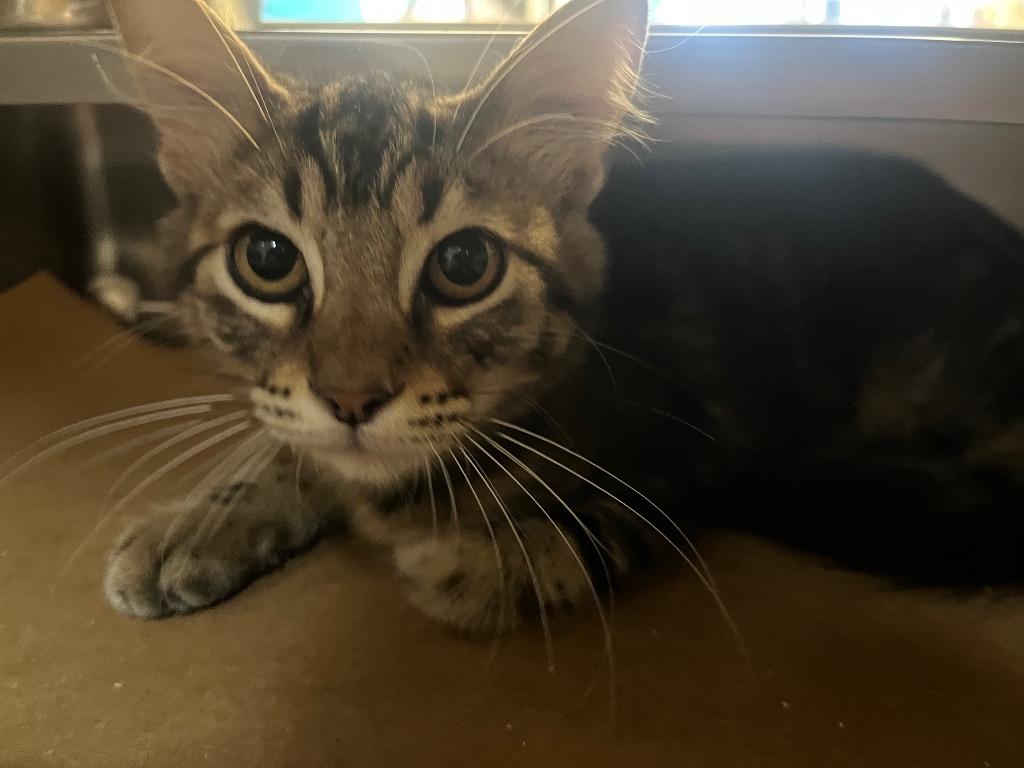 Tim Curry, Adoptable, Kitten Male Tabby.