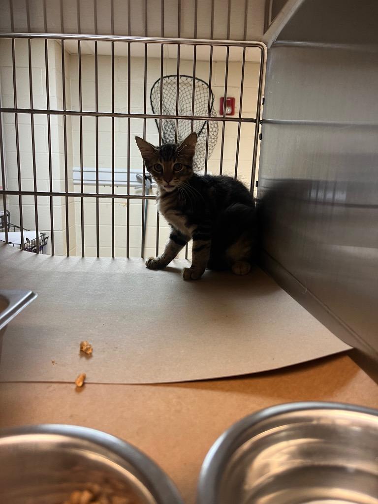 Enlarge Tim Curry, a Adoptable Tabby in Nacogdoches, TX image 2/3