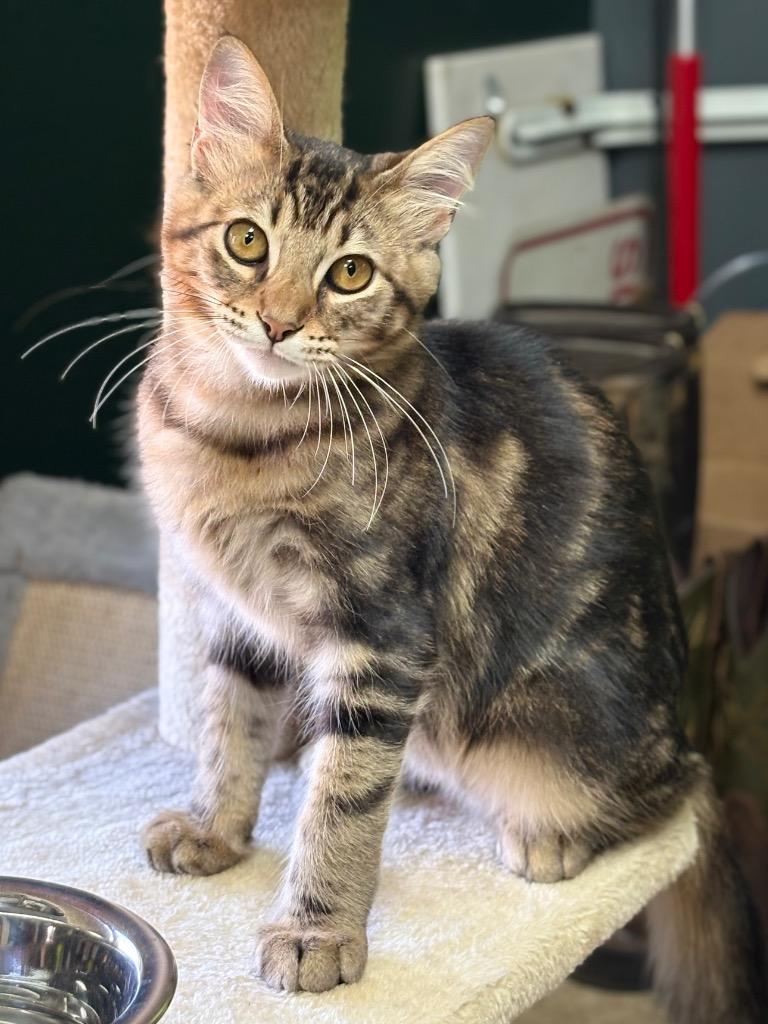 Enlarge Tim Curry, a Adoptable Tabby in Nacogdoches, TX image 3/3