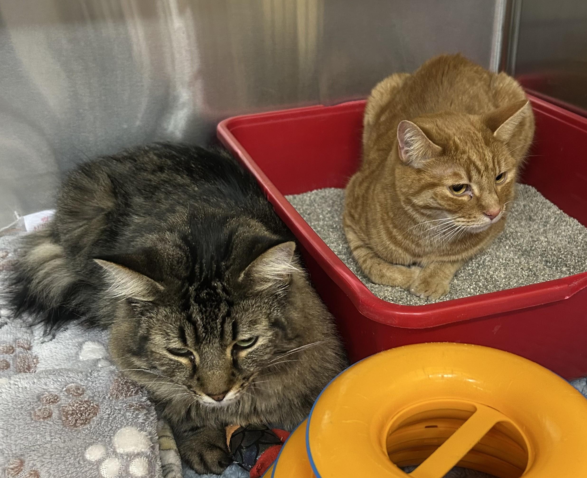 Kirko, Adoptable, Adult Male Domestic Medium Hair.