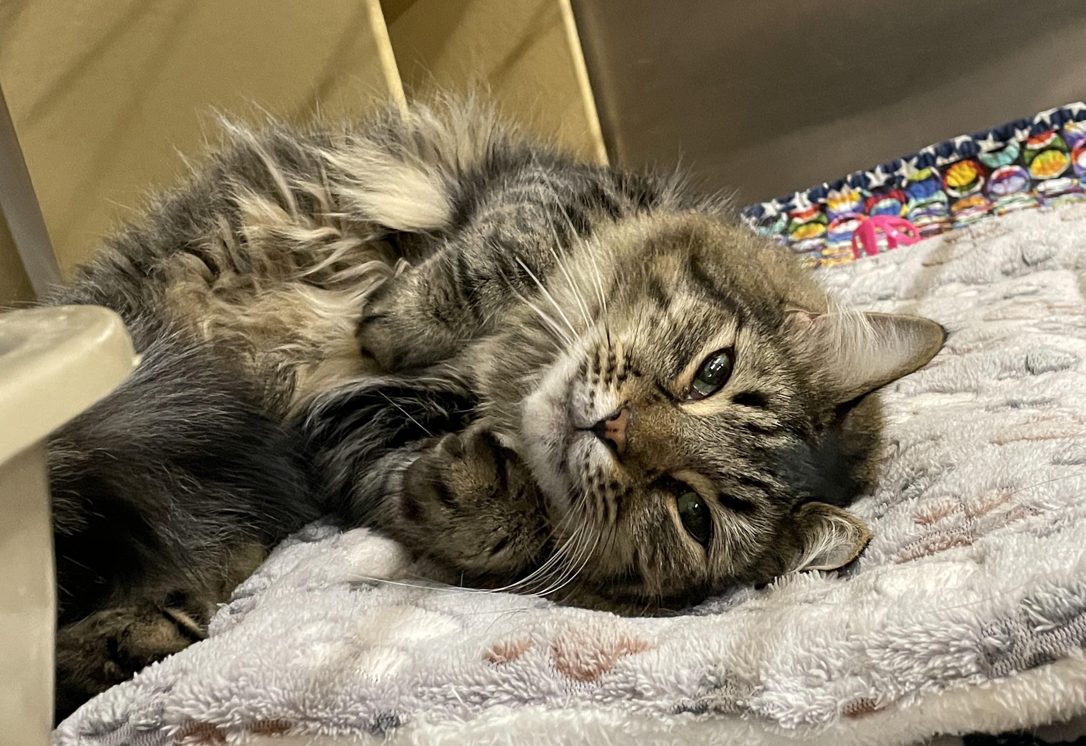 Kirko, Adoptable, Adult Male Domestic Medium Hair.