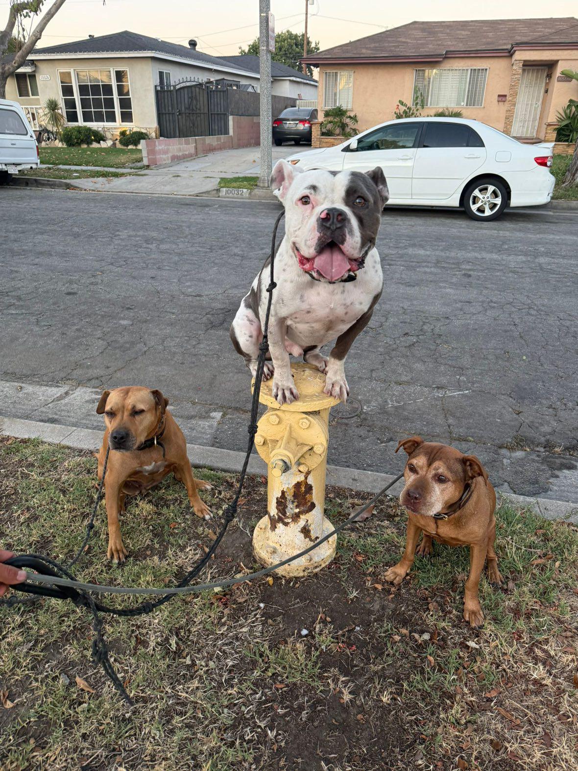 Enlarge Silvio, a Adoptable American Bully in Cool, CA image 1/6