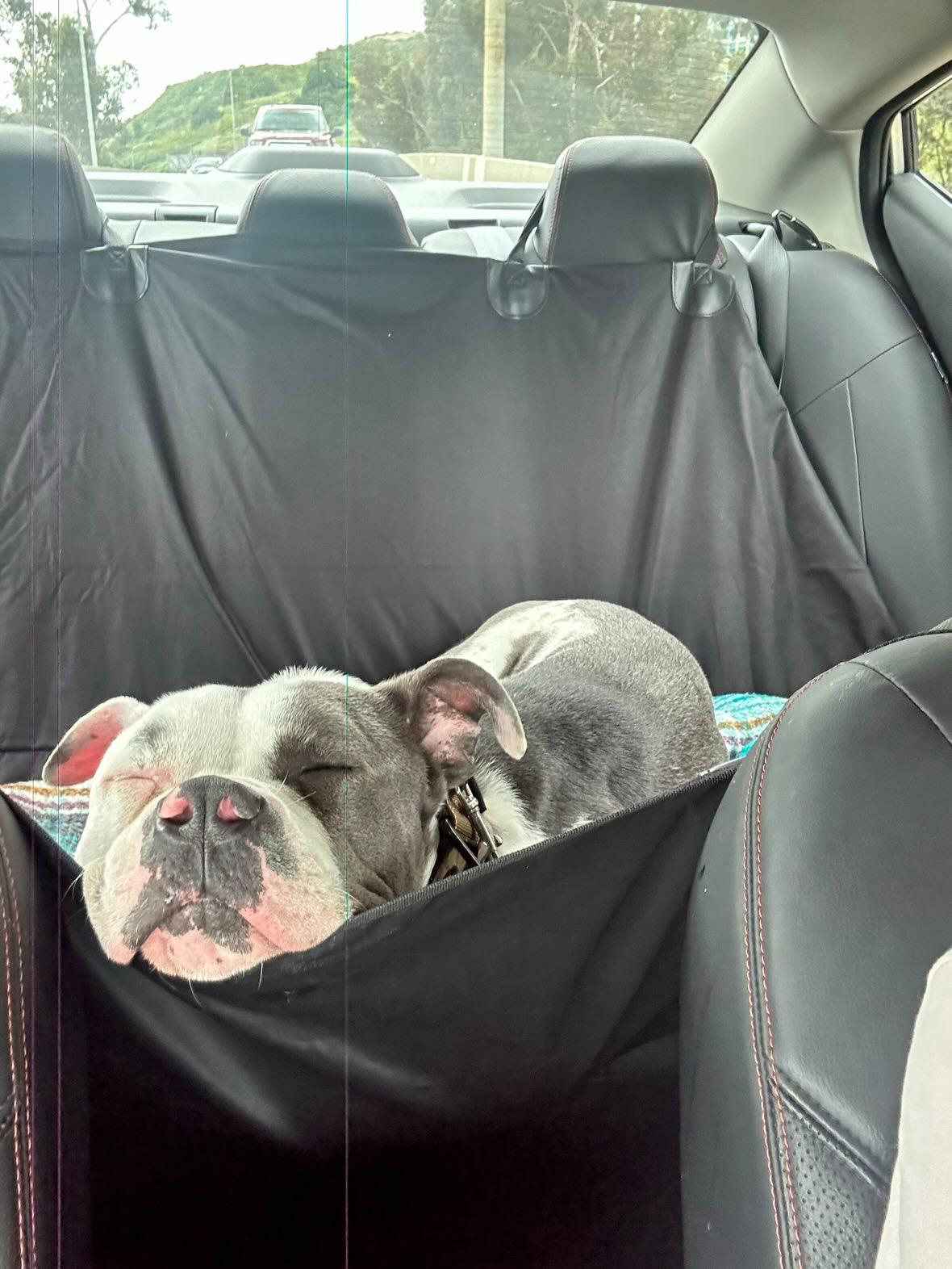 Enlarge Silvio, a Adoptable American Bully in Cool, CA image 3/6