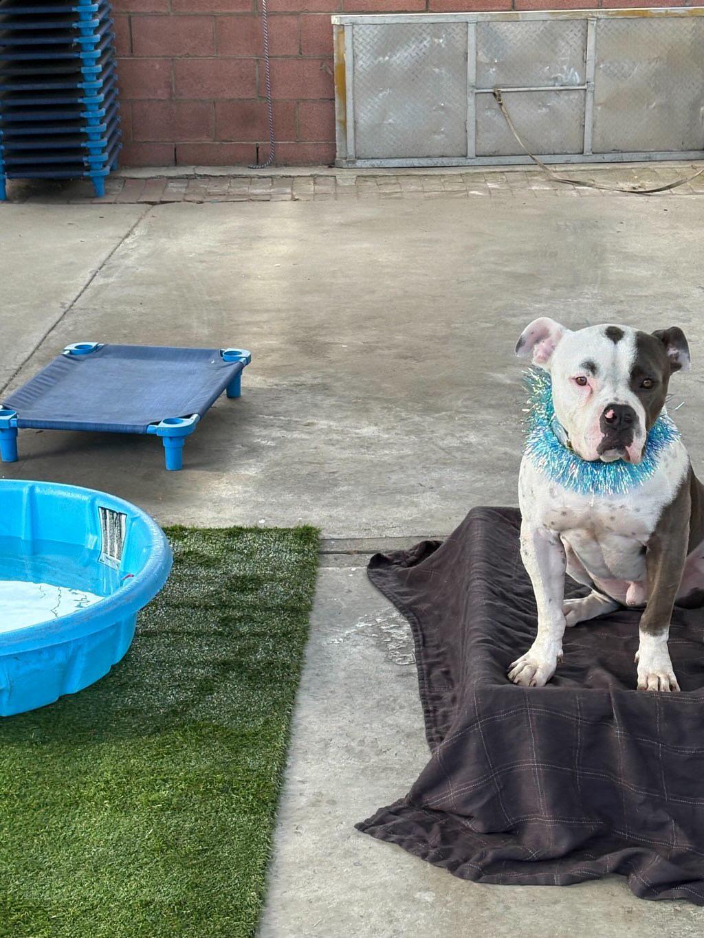 Enlarge Silvio, a Adoptable American Bully in Cool, CA image 4/6