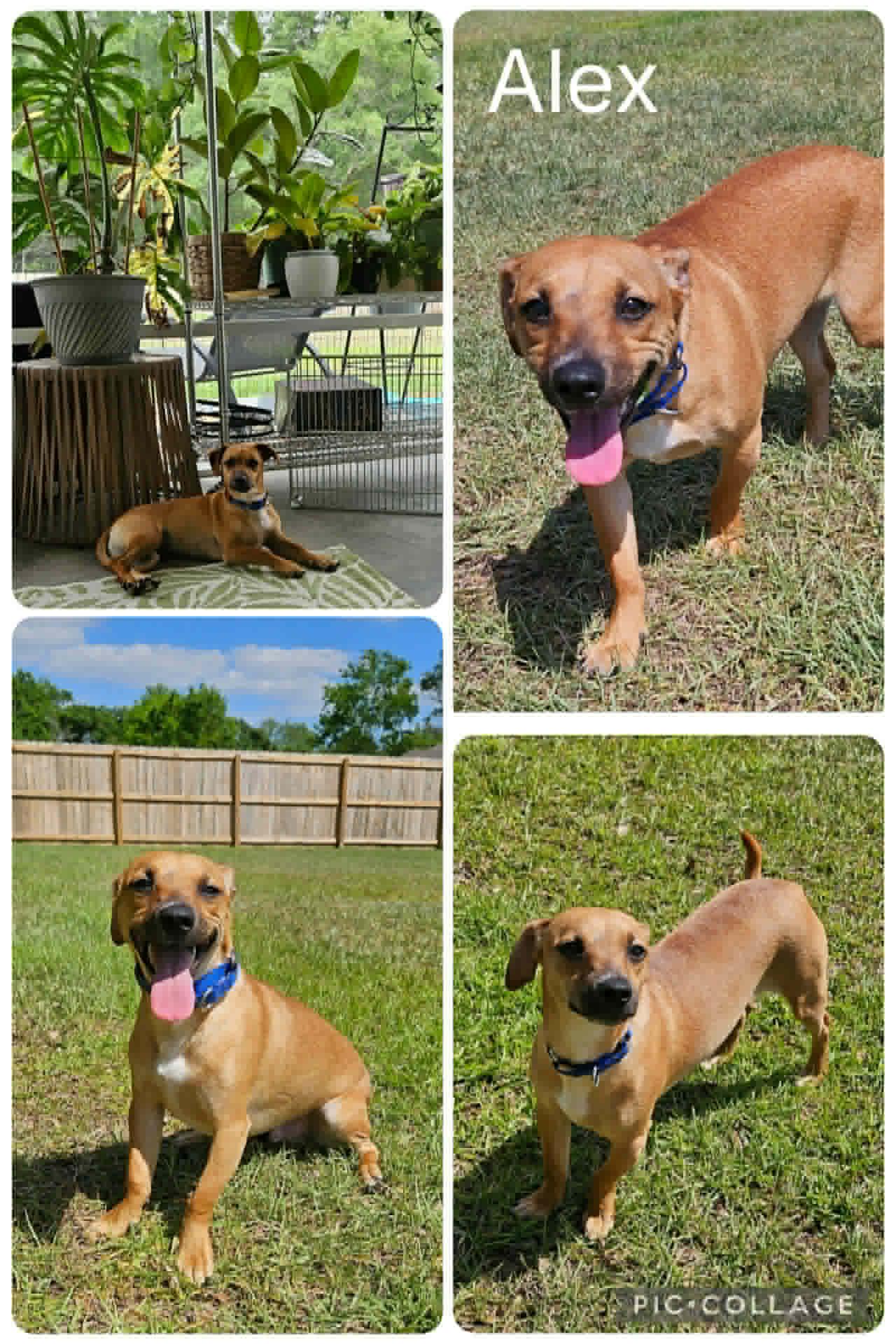 Alex, ADOPTABLE, Young Male Dachshund.