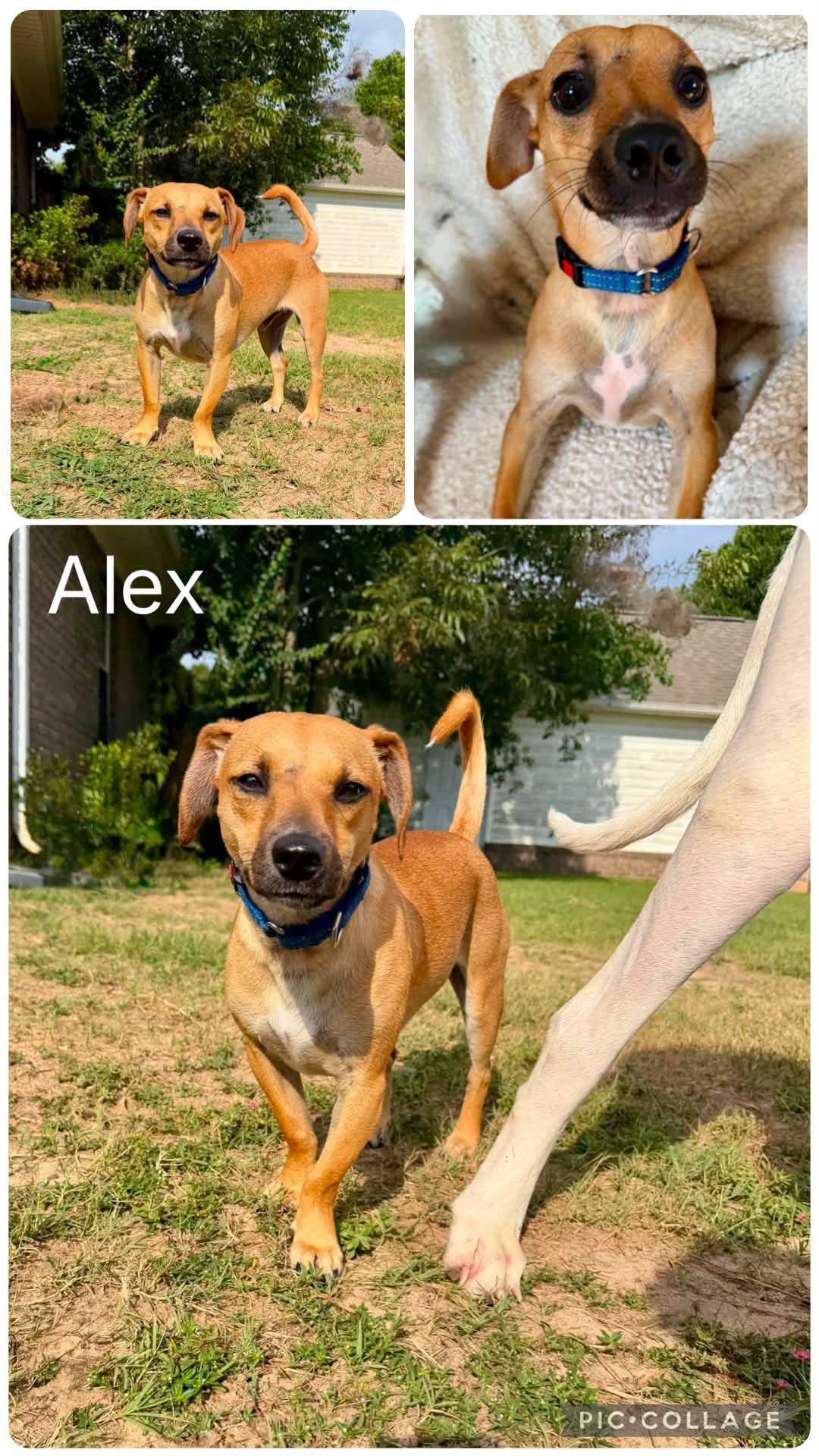 Enlarge Alex, an adopted mixed breed in Enterprise, AL image 1/1