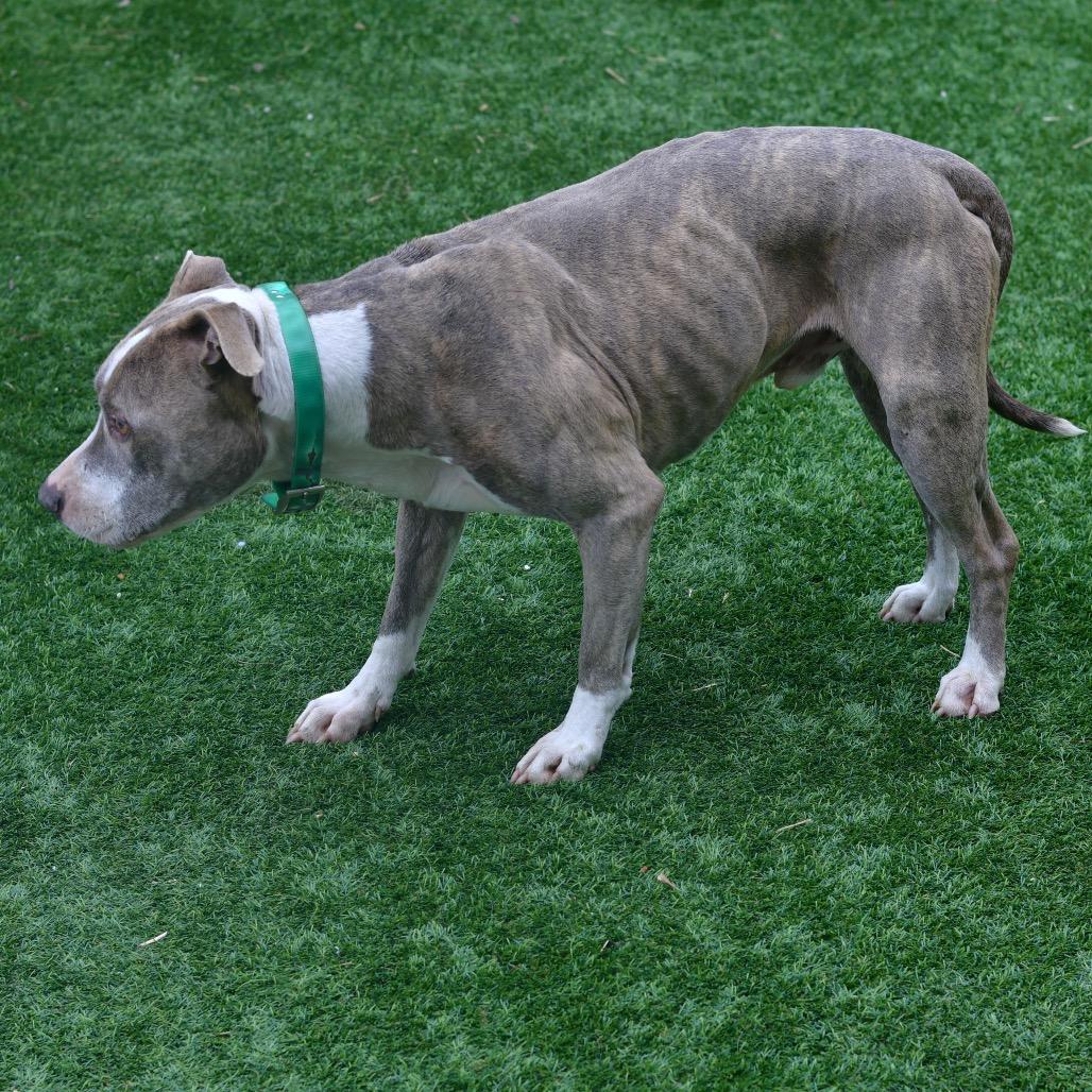 Bo, Adoptable, Senior Male Pit Bull Terrier.