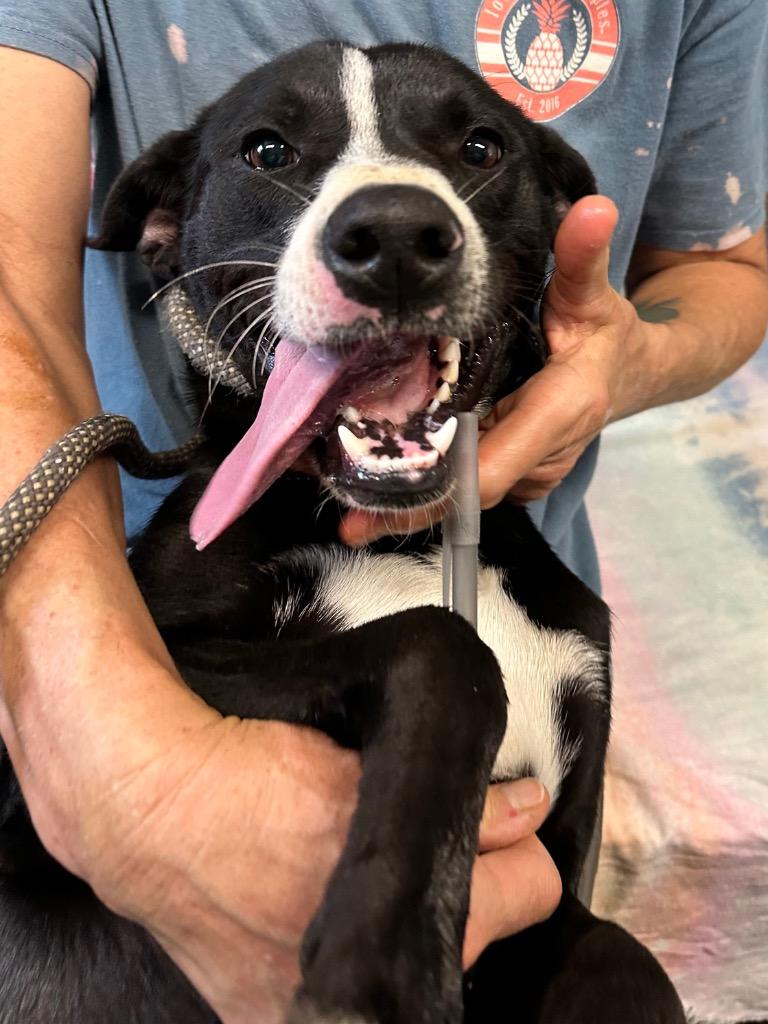 Chase 25, Adoptable, Young Male Labrador Retriever & Mixed Breed.