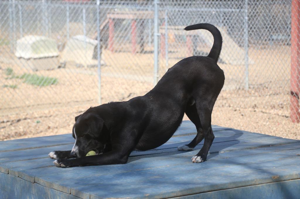 Chase 25, Adoptable, Young Male Labrador Retriever & Mixed Breed.