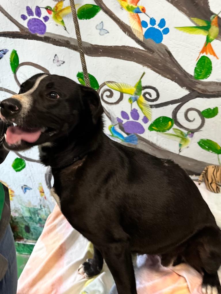 Chase 25, a Adoptable mixed breed in Brookhaven, MS image 2/5