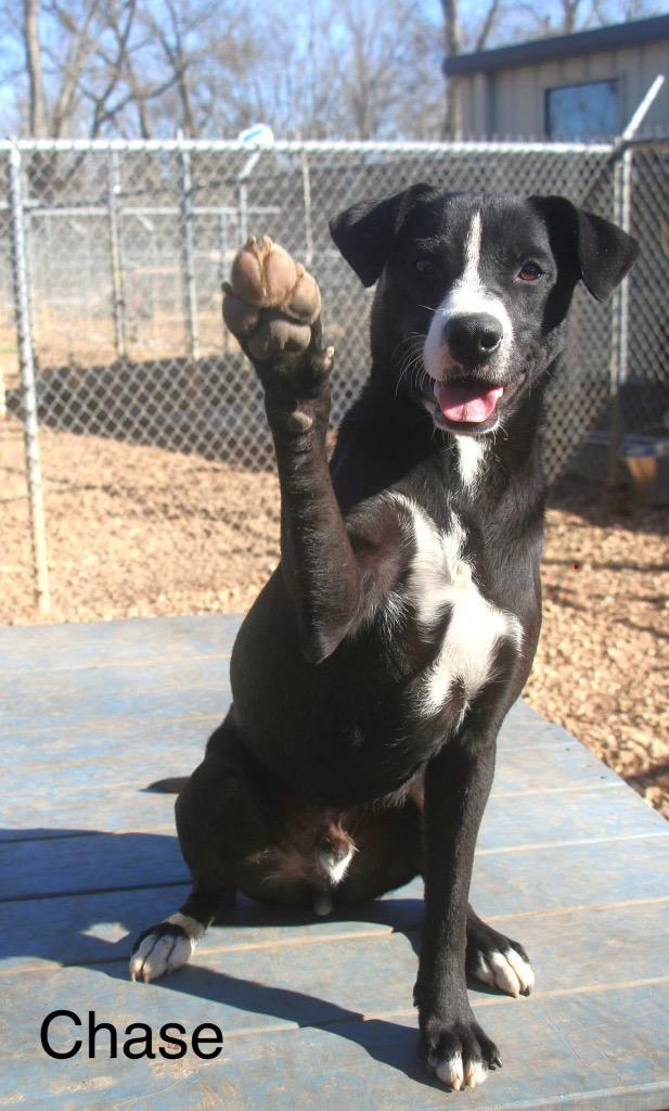 Chase 25, a Adoptable mixed breed in Brookhaven, MS image 4/5