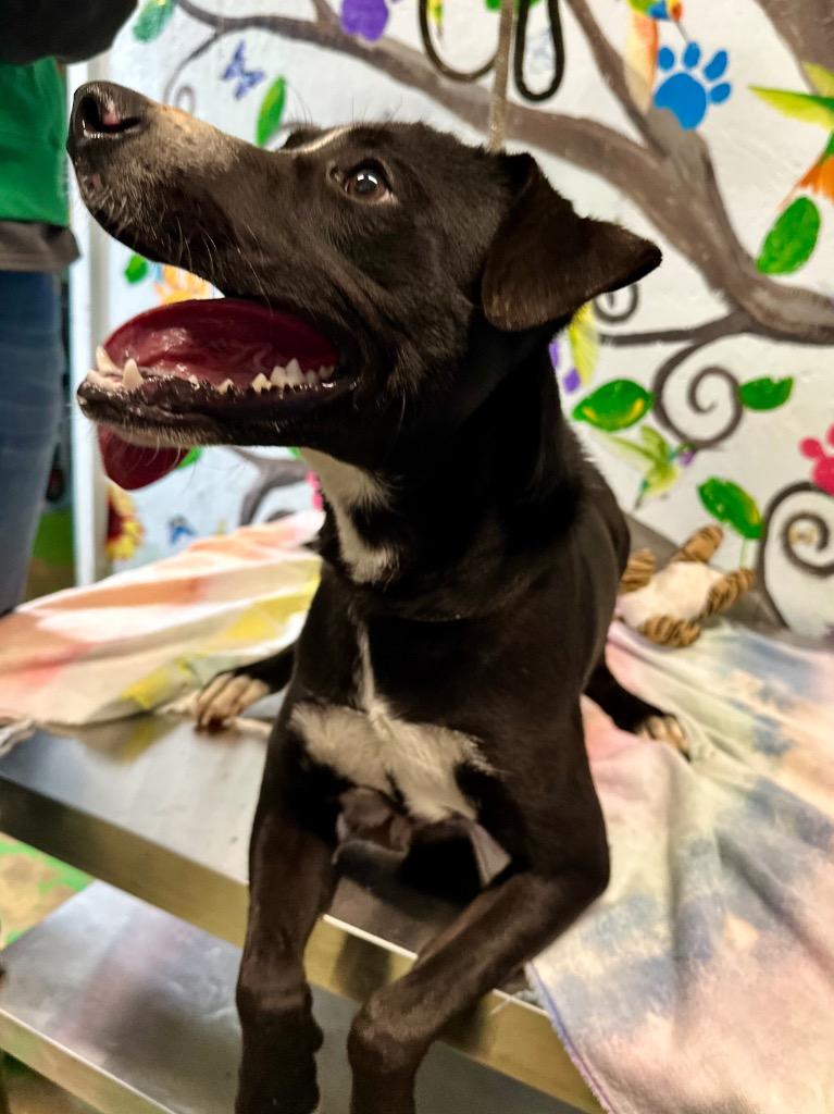 Chase 25, a Adoptable mixed breed in Brookhaven, MS image 5/5