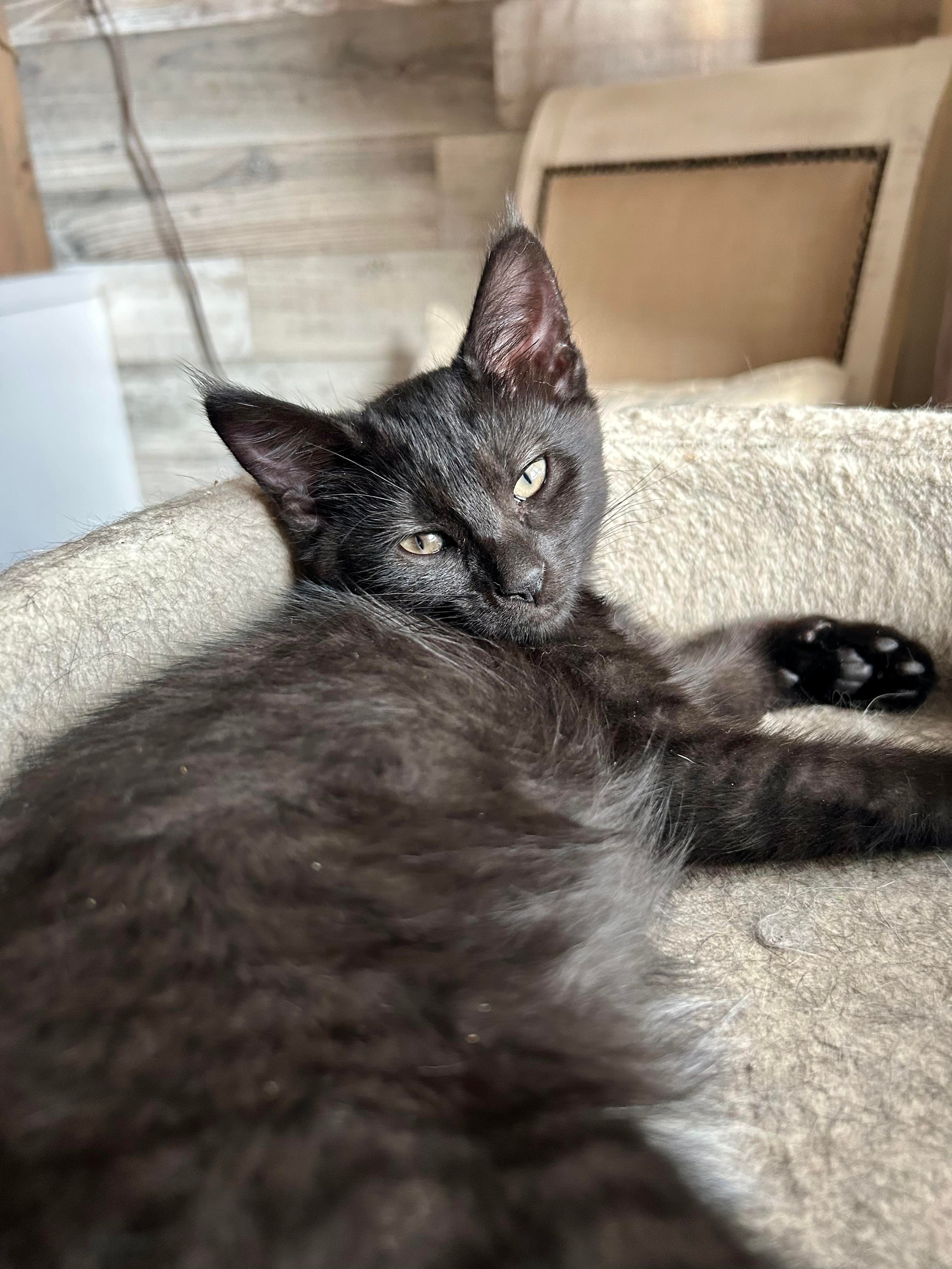 Pinot, Adoptable, Kitten Female Domestic Medium Hair.