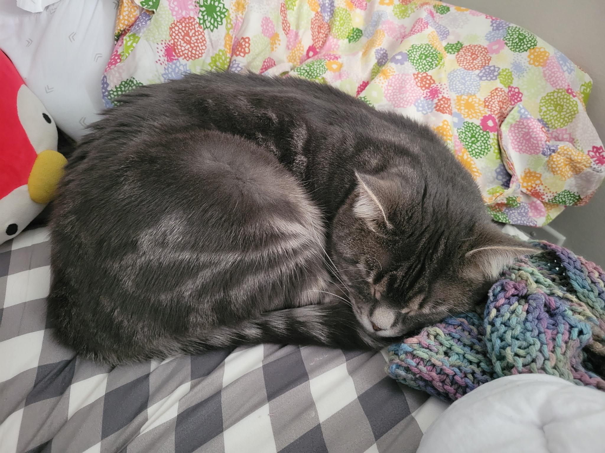 Enlarge Milly, a ADOPTABLE Domestic Short Hair in Troy, MI image 1/6