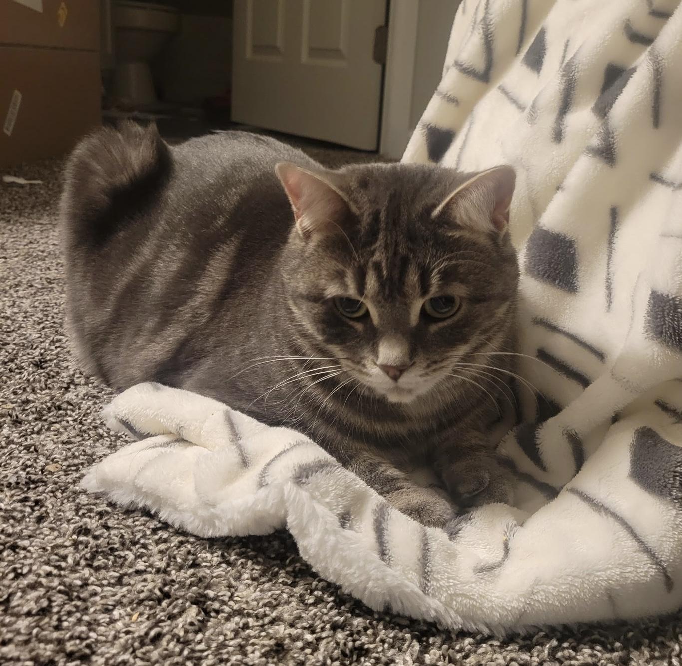 Enlarge Milly, a ADOPTABLE Domestic Short Hair in Troy, MI image 6/6