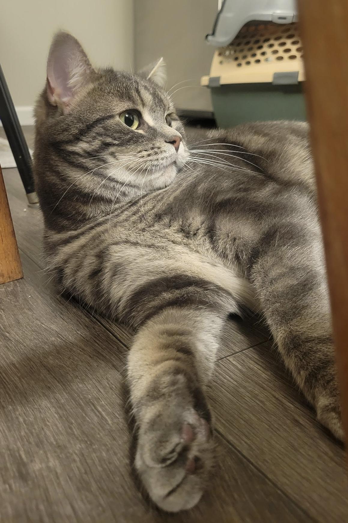 Enlarge Milly, a ADOPTABLE Domestic Short Hair in Troy, MI image 4/6