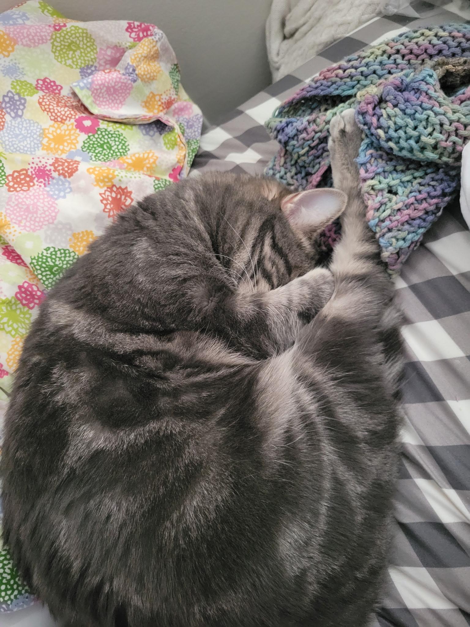 Enlarge Milly, a ADOPTABLE Domestic Short Hair in Troy, MI image 3/6