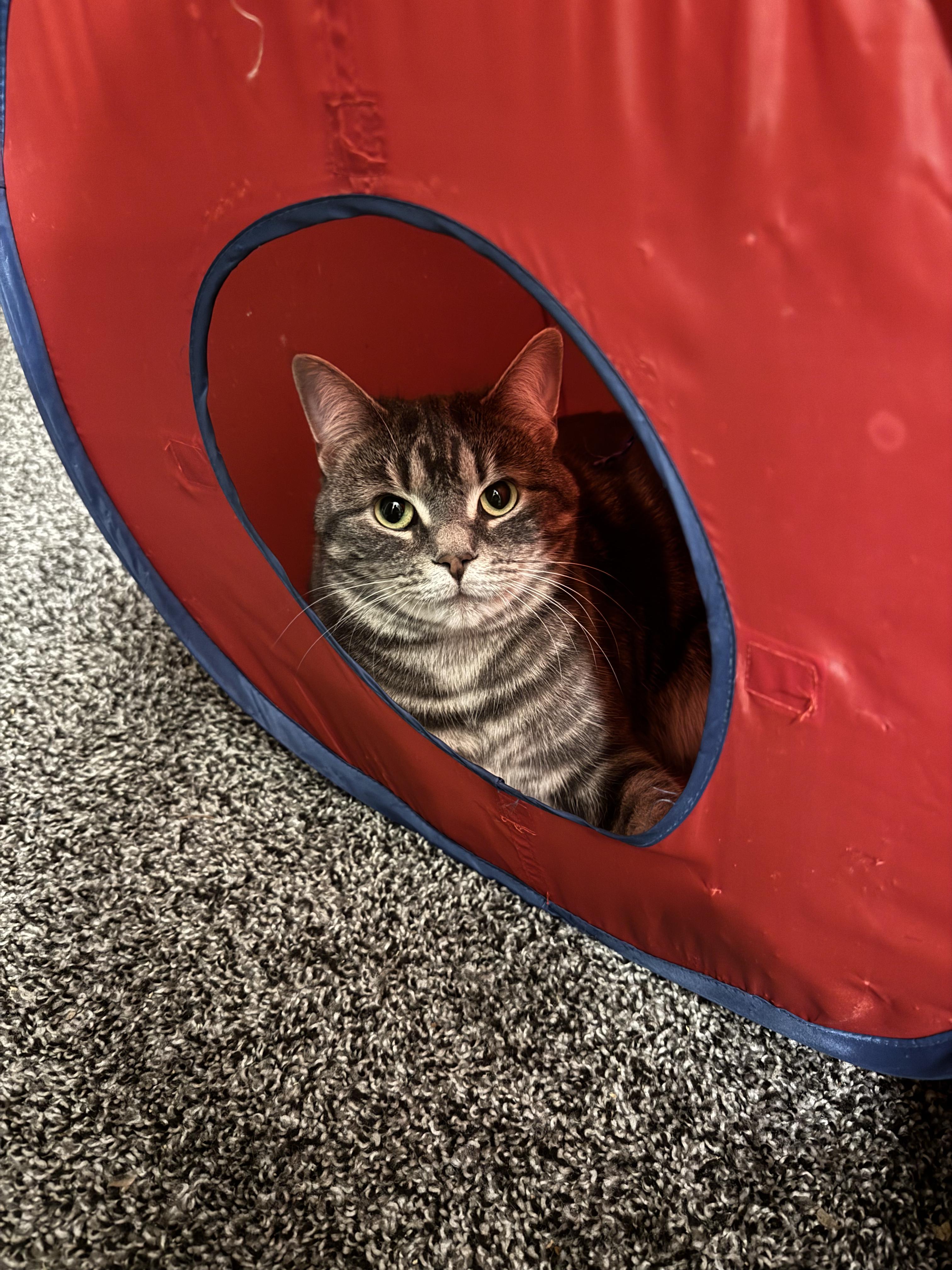 Enlarge Milly, a ADOPTABLE Domestic Short Hair in Troy, MI image 2/6