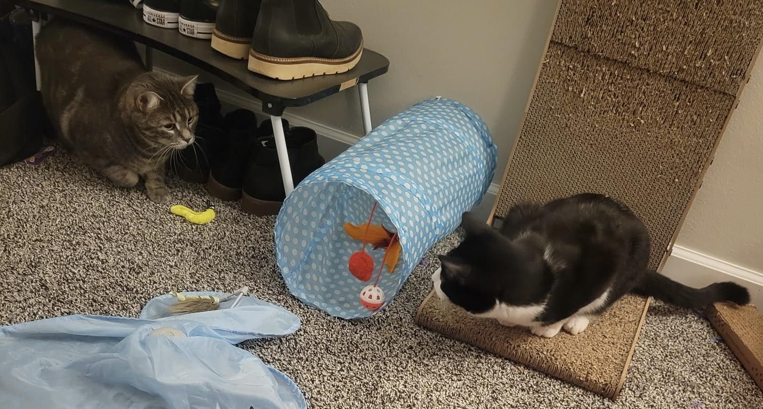 Enlarge Milly, a ADOPTABLE Domestic Short Hair in Troy, MI image 5/6