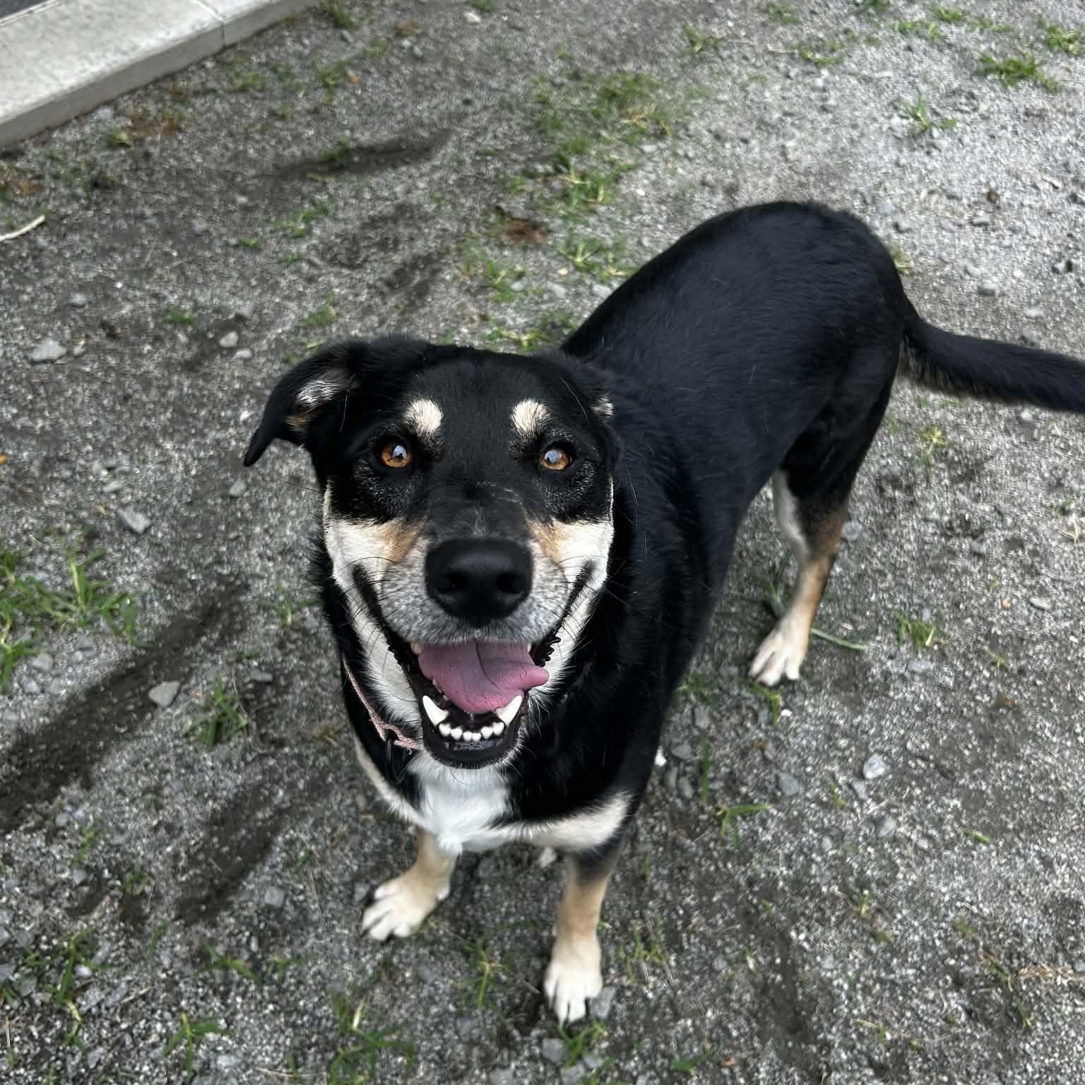 Enlarge Zoe, a Adopted Shepherd in Orange, VA image 2/6