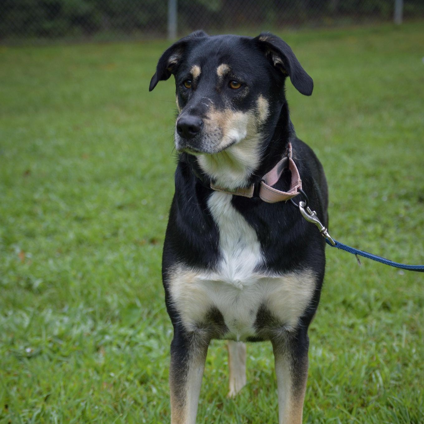 Enlarge Zoe, a Adopted Shepherd in Orange, VA image 4/6