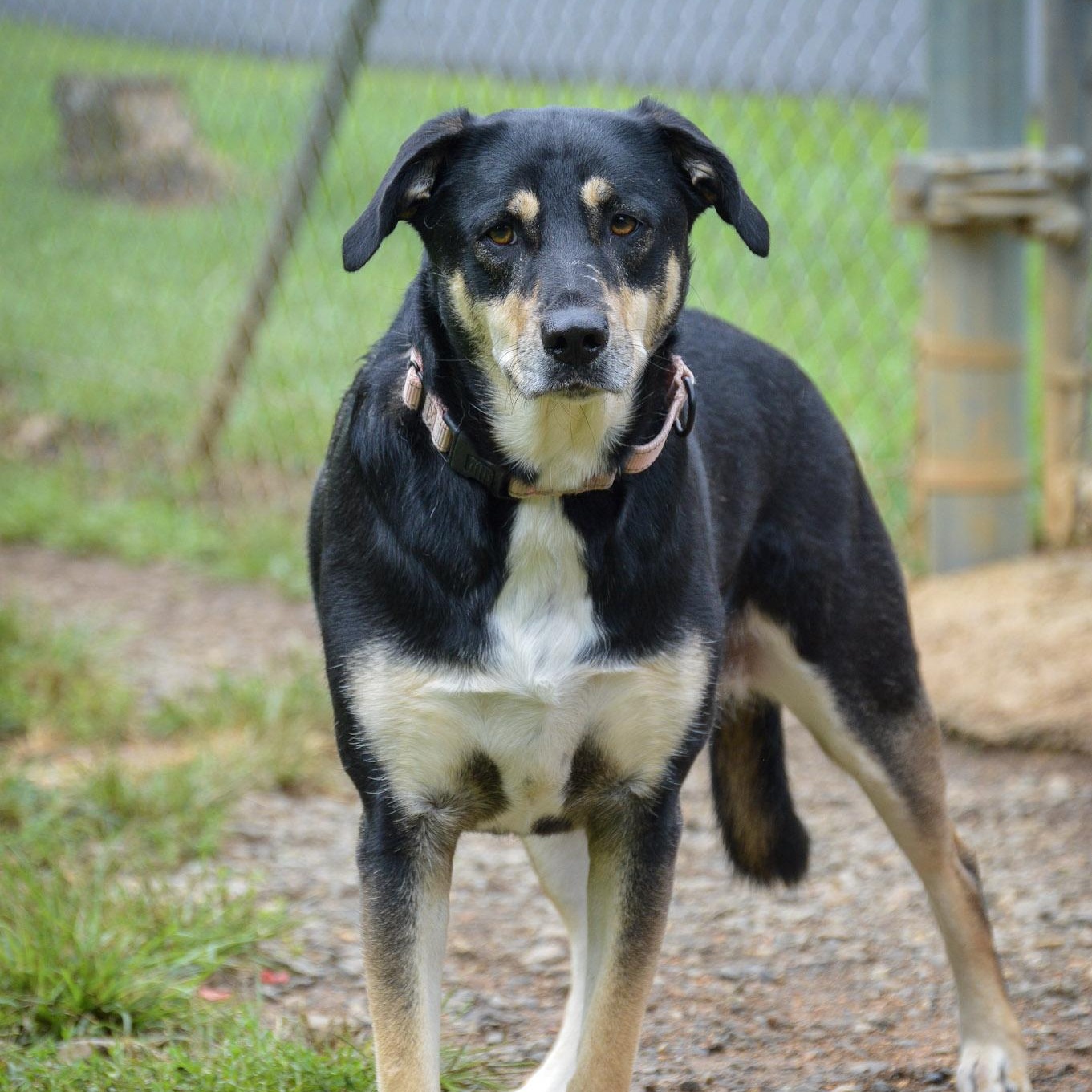 Enlarge Zoe, a Adopted Shepherd in Orange, VA image 3/6