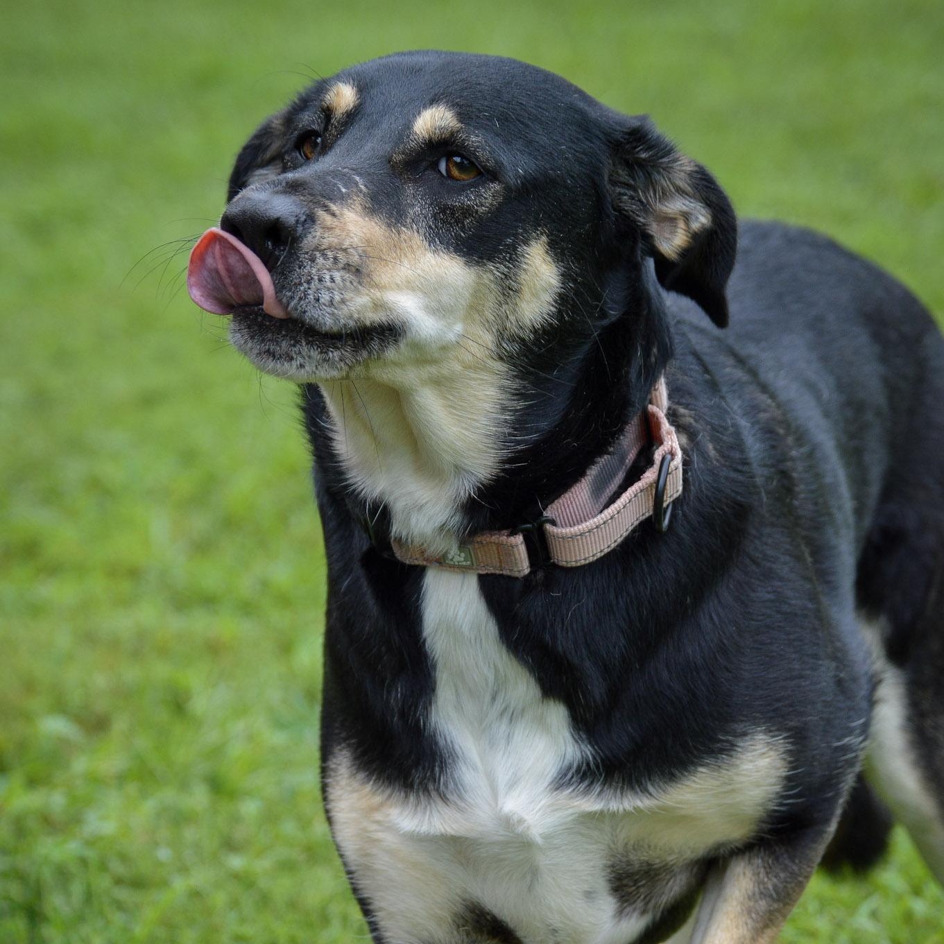 Enlarge Zoe, a Adopted Shepherd in Orange, VA image 5/6