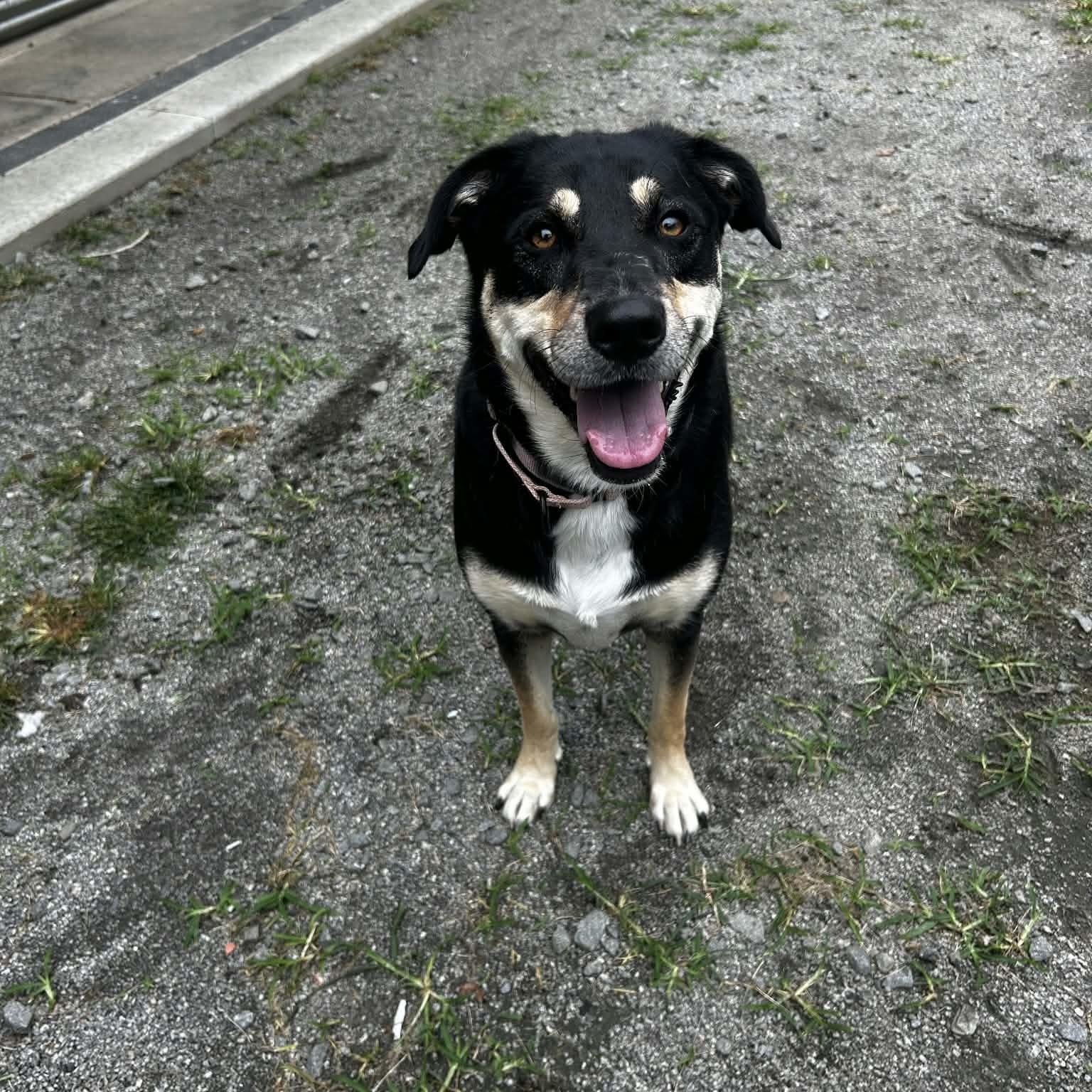 Zoe, Adopted, Adult Female Shepherd.