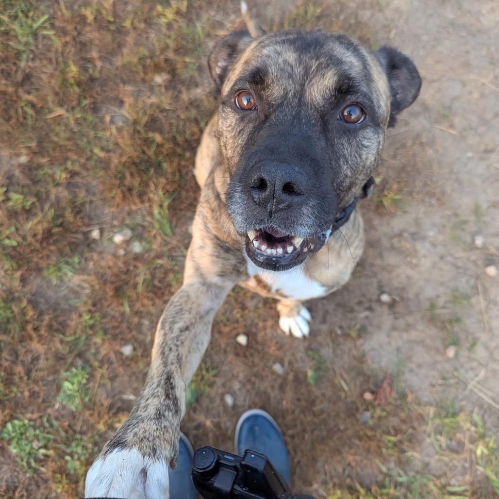 Hodie, a Adoptable mixed breed in Spring Hill, KS image 1/6