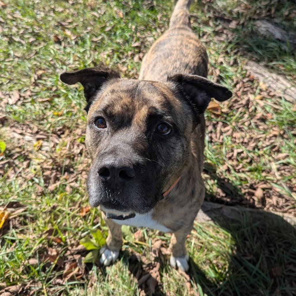 Hodie, a Adoptable mixed breed in Spring Hill, KS image 2/6