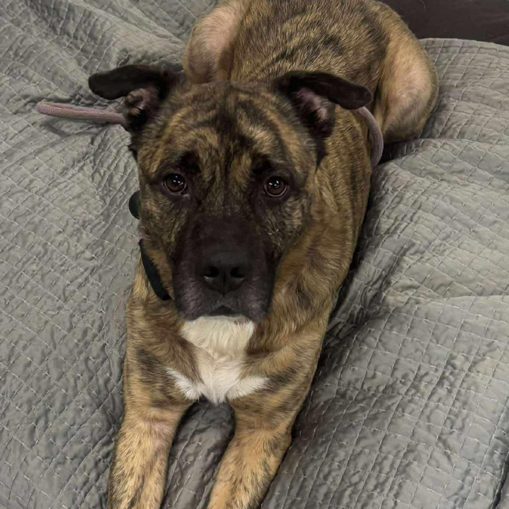 Hodie, a Adoptable mixed breed in Spring Hill, KS image 3/6