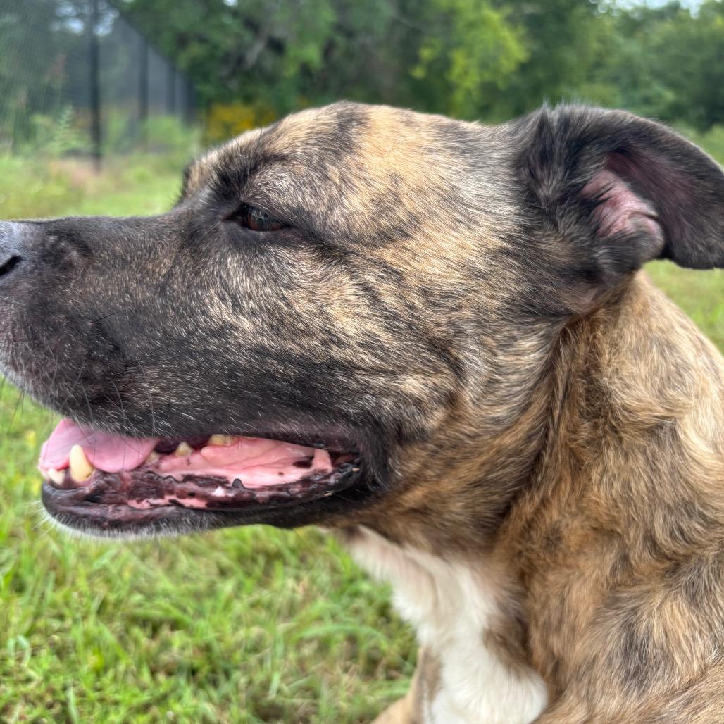 Hodie, a Adoptable mixed breed in Spring Hill, KS image 4/6