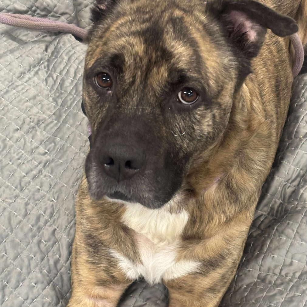 Hodie, a Adoptable mixed breed in Spring Hill, KS image 5/6