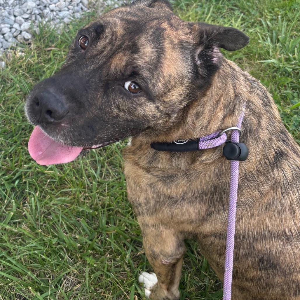 Hodie, a Adoptable mixed breed in Spring Hill, KS image 6/6