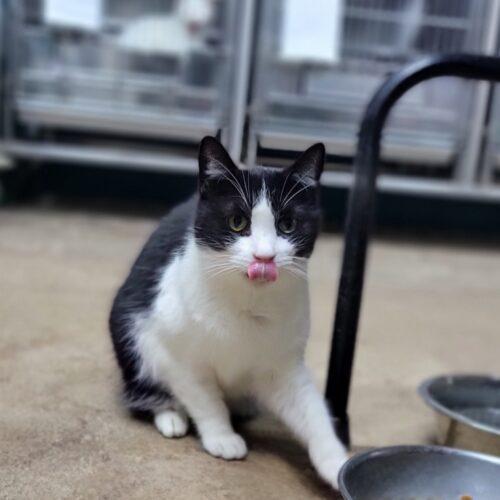 Mika, Adoptable, Adult Female Domestic Short Hair.