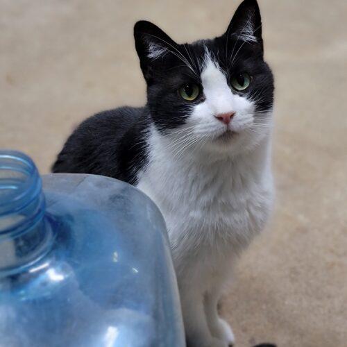 Mika — thumbnail 4