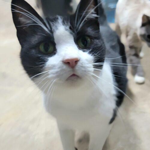 Mika — thumbnail 7