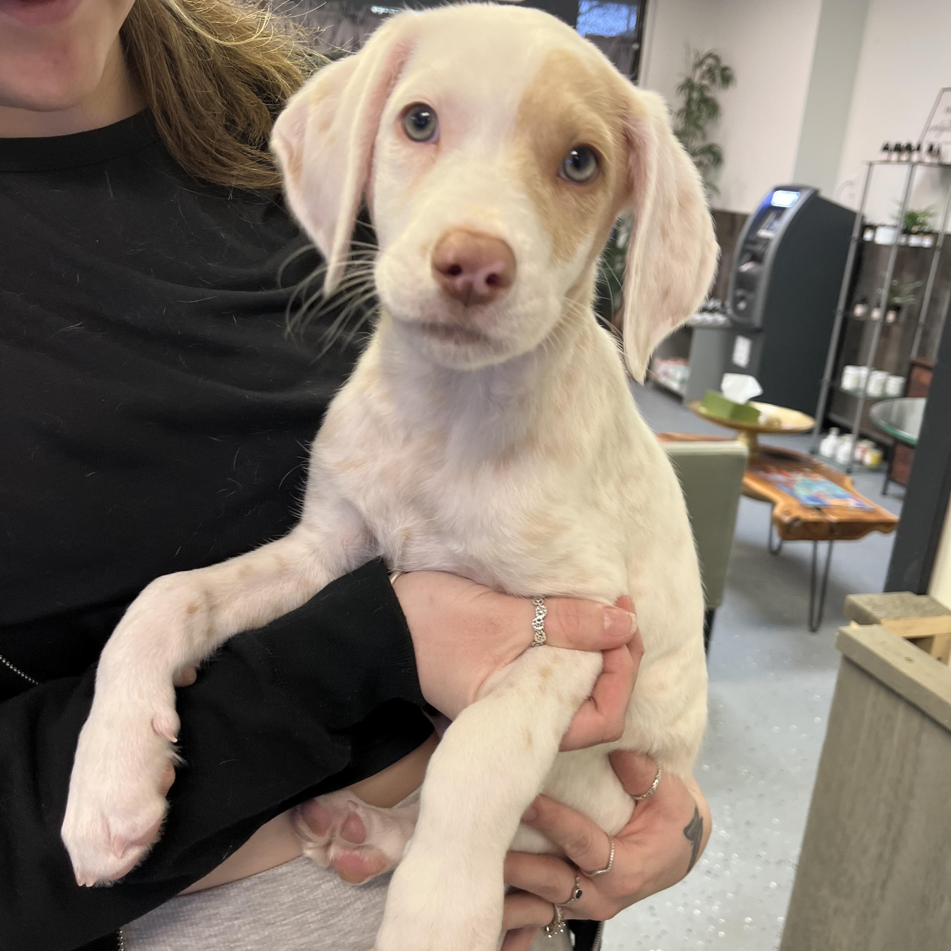 Spot, adopted, Puppy Male Mixed Breed.